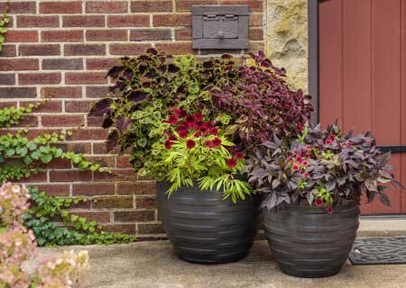 Container Gardening Ideas