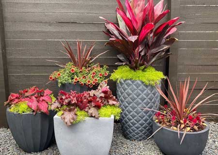 Container Gardening for Home