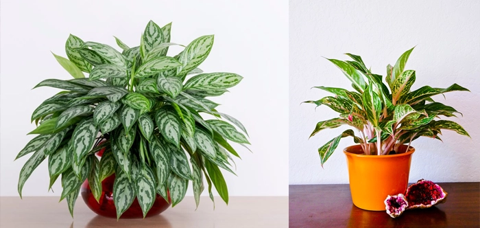 Chinese Evergreen in Muscat