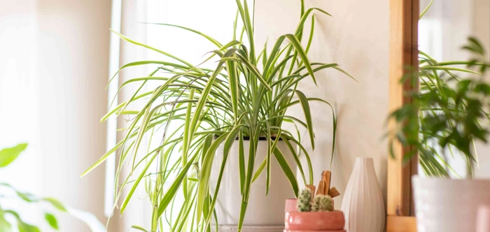 Spider plant in Muscat