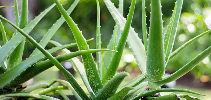 Aloe Vera indoor plant