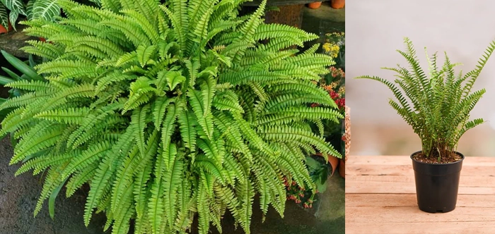 Boston Fern in Muscat